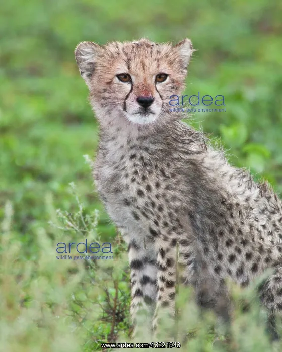 : Africa. Tanzania. Cheetah cub at Ndutu in : Africa. Tanzania. Cheetah cub at Ndutu in