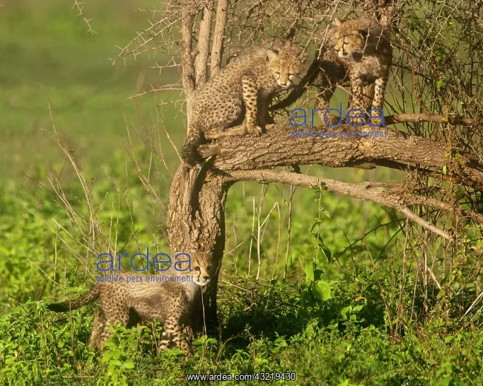 : Africa. Tanzania. Cheetah cubs playing at : Africa. Tanzania. Cheetah cubs playing at