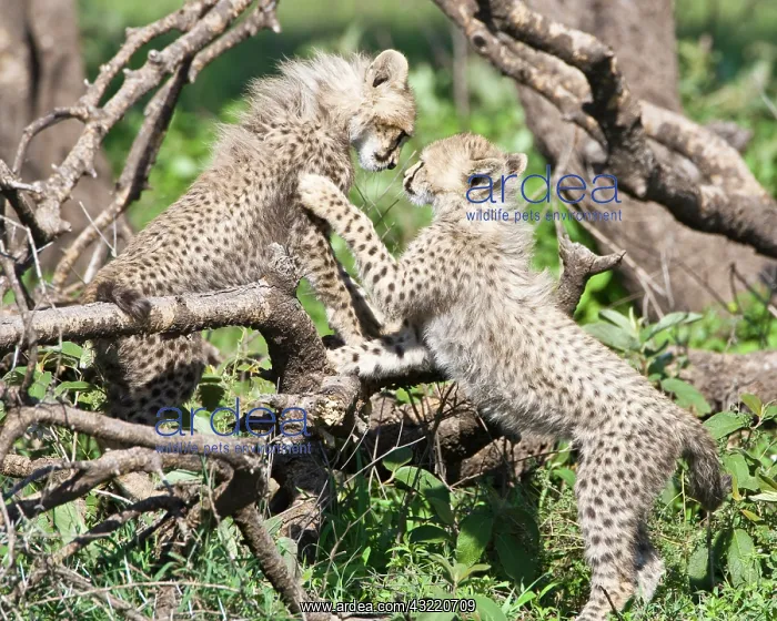 : Africa. Tanzania. Cheetah cubs playing at : Africa. Tanzania. Cheetah cubs playing at