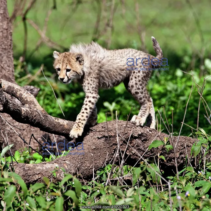 : Africa. Tanzania. Cheetah cubs playing at : Africa. Tanzania. Cheetah cubs playing at