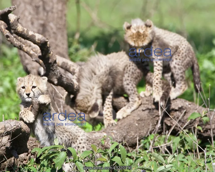 : Africa. Tanzania. Cheetah cubs playing at : Africa. Tanzania. Cheetah cubs playing at