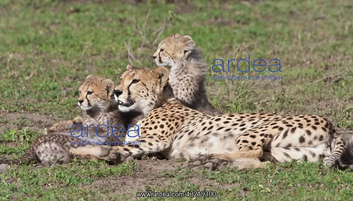 : Africa. Tanzania. Cheetah mother and cubs : Africa. Tanzania. Cheetah mother and cubs