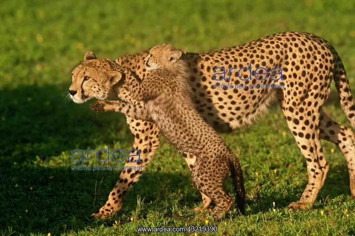 : Africa. Tanzania. Cheetah mother and cubs : Africa. Tanzania. Cheetah mother and cubs