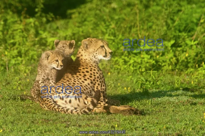 : Africa. Tanzania. Cheetah mother and cubs : Africa. Tanzania. Cheetah mother and cubs