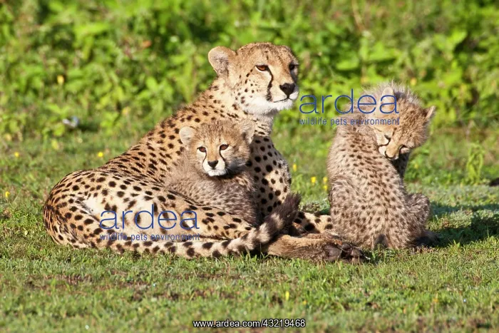 : Africa. Tanzania. Cheetah mother and cubs : Africa. Tanzania. Cheetah mother and cubs