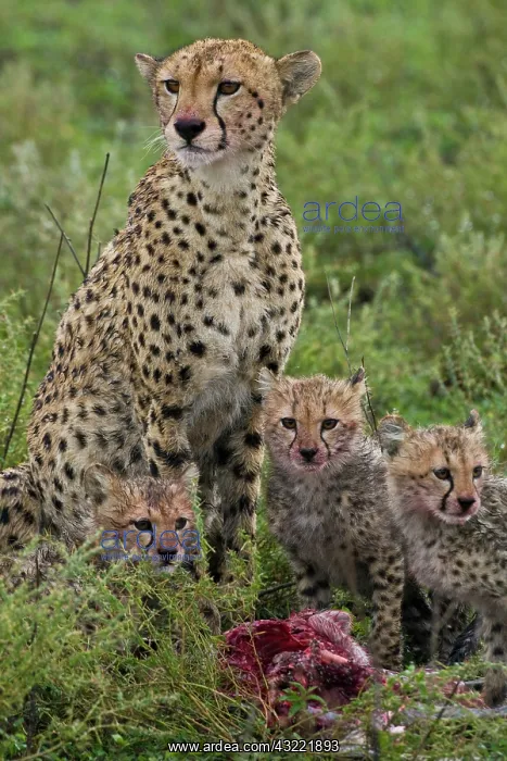 : Africa. Tanzania. Cheetah mother and cubs : Africa. Tanzania. Cheetah mother and cubs