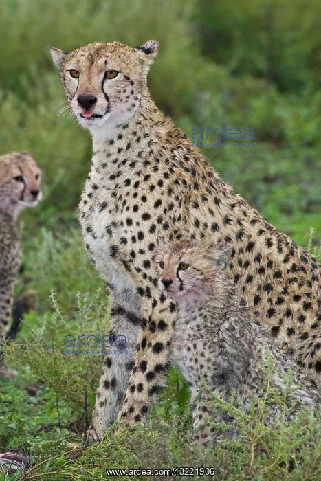 : Africa. Tanzania. Cheetah mother and cubs : Africa. Tanzania. Cheetah mother and cubs