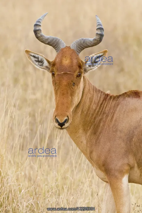 : Africa. Tanzania. Coke's Hartebeest at Ngorongoro : Africa. Tanzania. Coke's Hartebeest at Ngorongoro