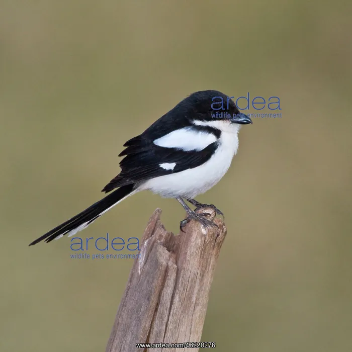 : Africa. Tanzania. Common Fiscal at Manyara : Africa. Tanzania. Common Fiscal at Manyara