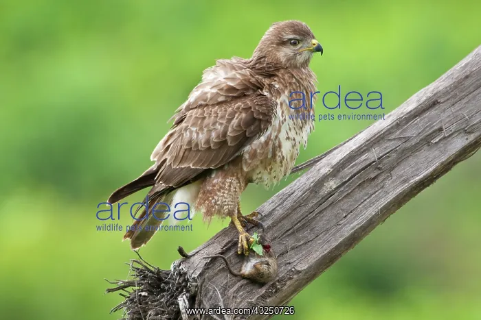 : Africa. Tanzania. Common (Steppe) Buzzard : Africa. Tanzania. Common (Steppe) Buzzard