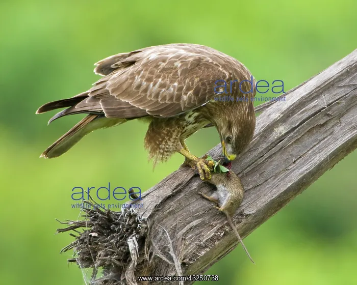 : Africa. Tanzania. Common (Steppe) Buzzard : Africa. Tanzania. Common (Steppe) Buzzard