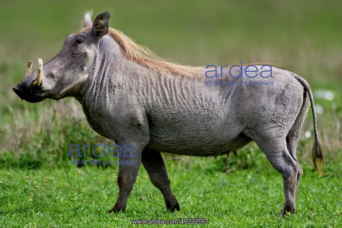: Africa. Tanzania. Common Warthog at Ngorongoro : Africa. Tanzania. Common Warthog at Ngorongoro