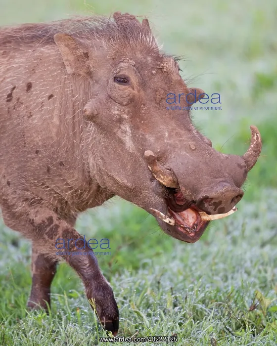 : Africa. Tanzania. Common Warthog at Ngorongoro : Africa. Tanzania. Common Warthog at Ngorongoro