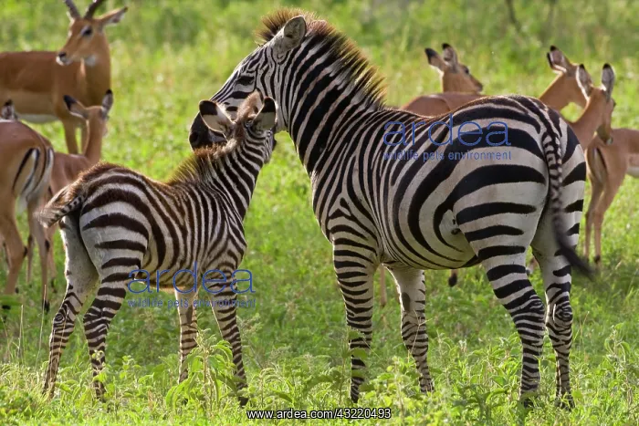 : Africa. Tanzania. Common Zebra mother and : Africa. Tanzania. Common Zebra mother and