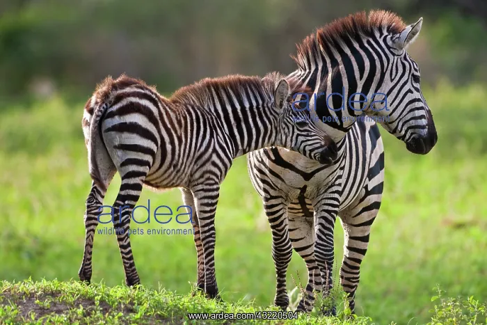 : Africa. Tanzania. Common Zebra mother and : Africa. Tanzania. Common Zebra mother and