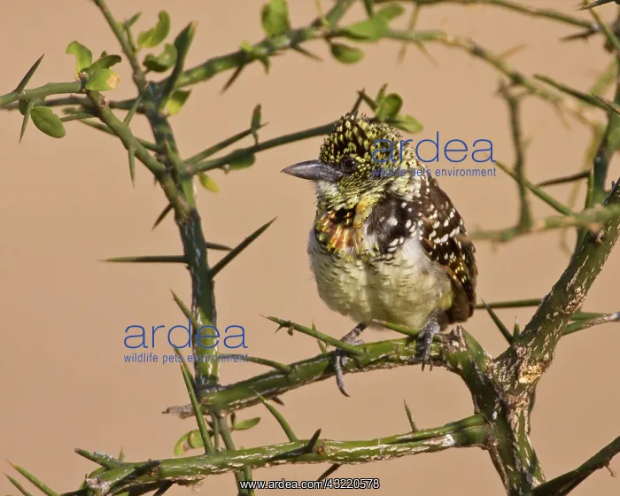 : Africa. Tanzania. D'Arnaud's Barbet, also : Africa. Tanzania. D'Arnaud's Barbet, also