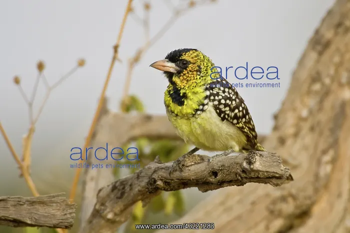: Africa. Tanzania. D'Arnaud's Barbet, also : Africa. Tanzania. D'Arnaud's Barbet, also