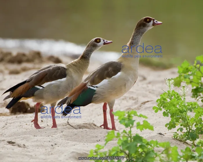  : Africa. Tanzania. Egyptian Geese displaying