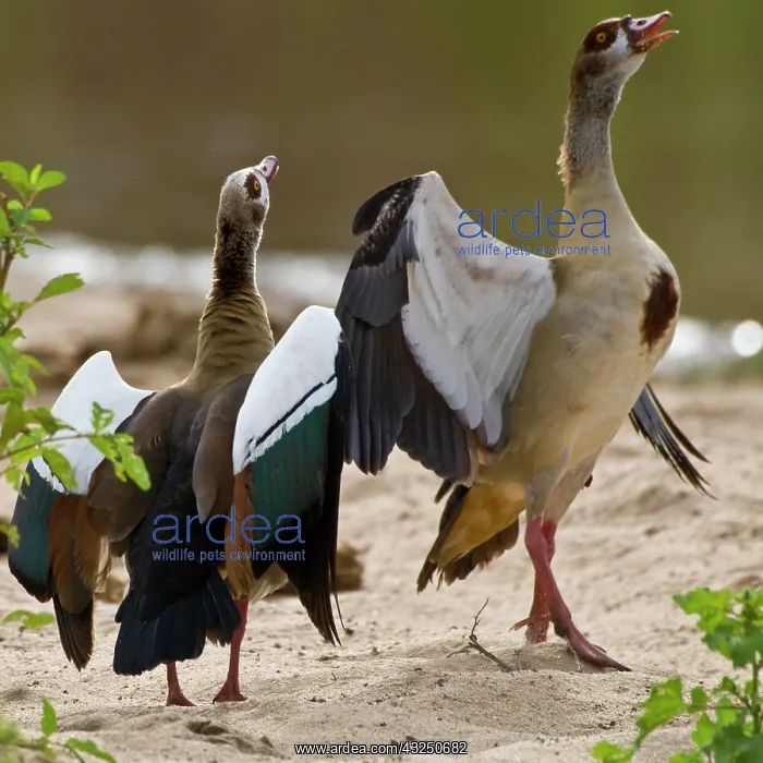: Africa. Tanzania. Egyptian Geese displaying : Africa. Tanzania. Egyptian Geese displaying