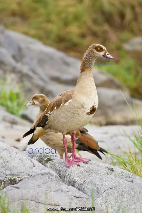 : Africa. Tanzania. Egyptian Geese in Serengeti : Africa. Tanzania. Egyptian Geese in Serengeti