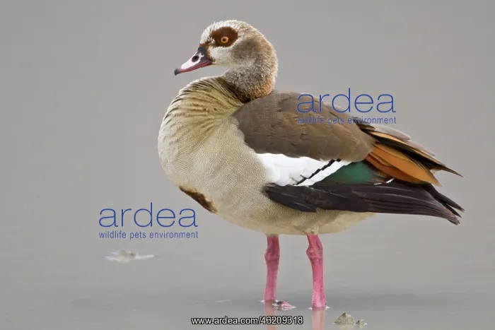 : Africa. Tanzania. Egyptian Goose in Ngorongoro : Africa. Tanzania. Egyptian Goose in Ngorongoro
