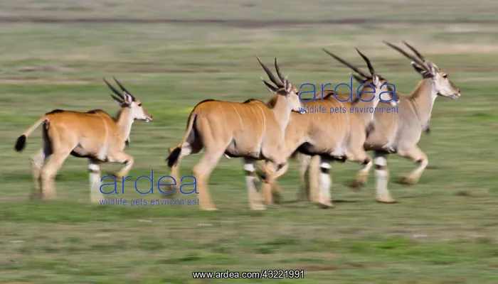 : Africa. Tanzania. Elands at Ndutu in the : Africa. Tanzania. Elands at Ndutu in the