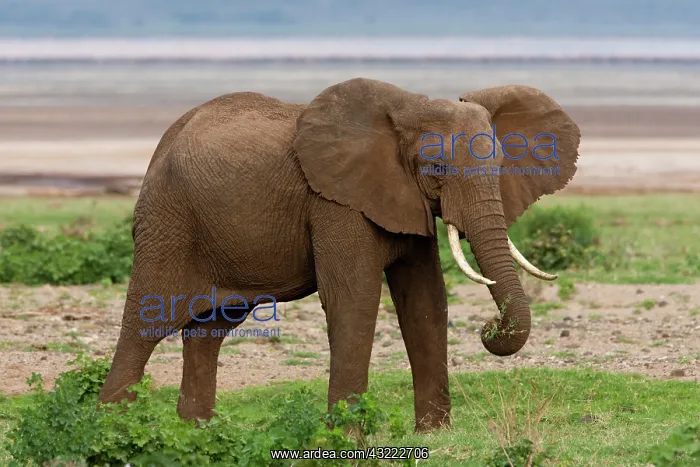 : Africa. Tanzania. Elephant at Lake Manyara : Africa. Tanzania. Elephant at Lake Manyara
