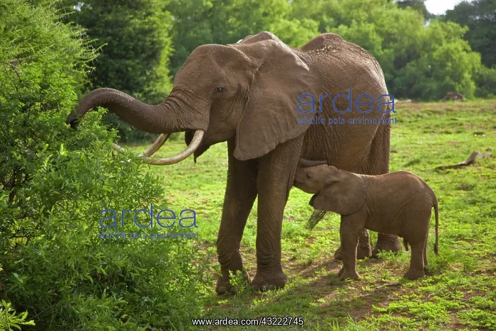 : Africa. Tanzania. Elephant mother and calf : Africa. Tanzania. Elephant mother and calf