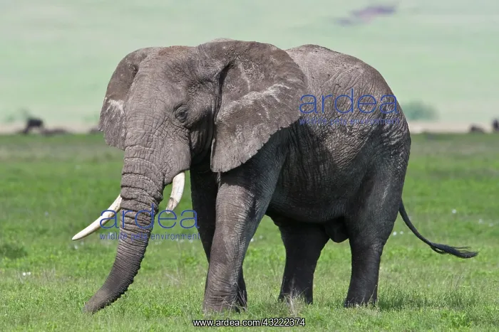 : Africa. Tanzania. Elephant at Ngorongoro : Africa. Tanzania. Elephant at Ngorongoro