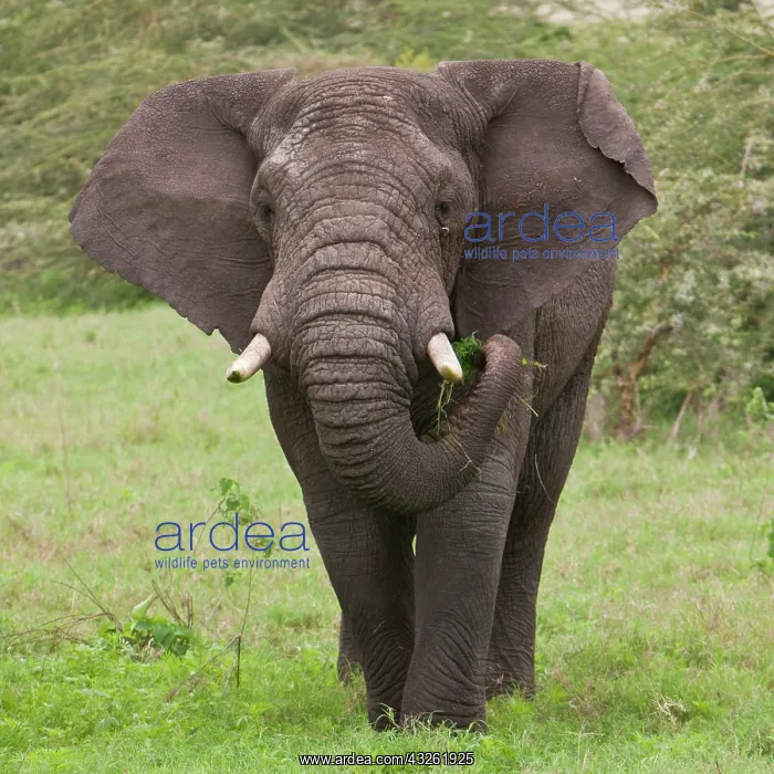 : Africa. Tanzania. Elephant at Ngorongoro : Africa. Tanzania. Elephant at Ngorongoro