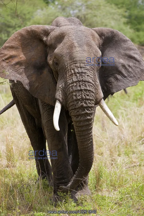 : Africa. Tanzania. Elephant in Tarangire : Africa. Tanzania. Elephant in Tarangire
