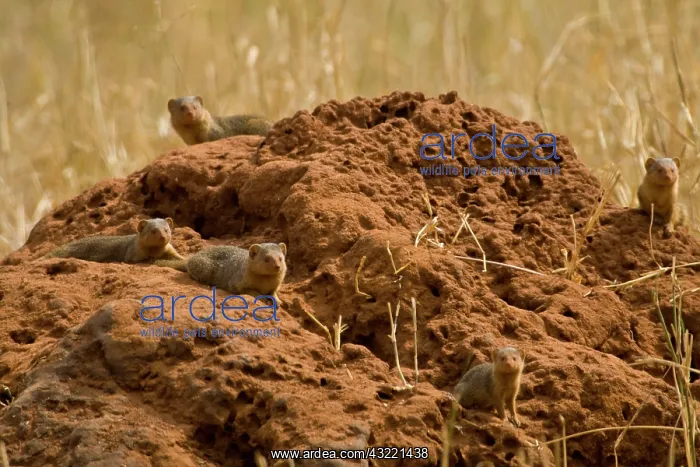 : Africa. Tanzania. A family of Dwarf Mongoose : Africa. Tanzania. A family of Dwarf Mongoose