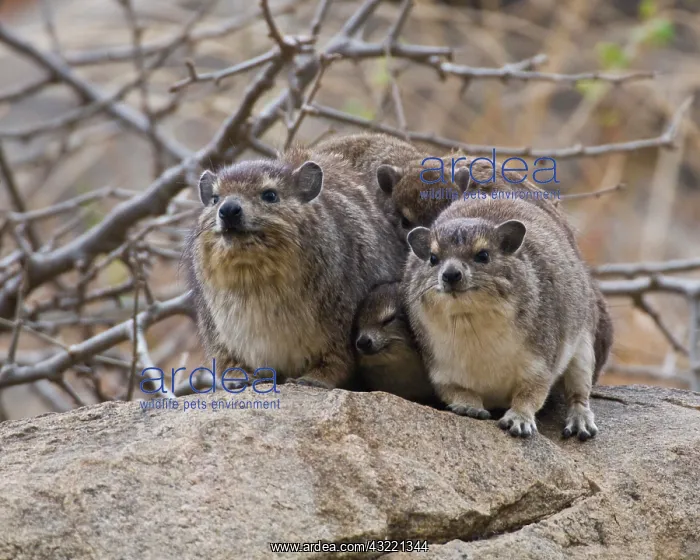 : Africa. Tanzania. A family of Rock Hyrax : Africa. Tanzania. A family of Rock Hyrax