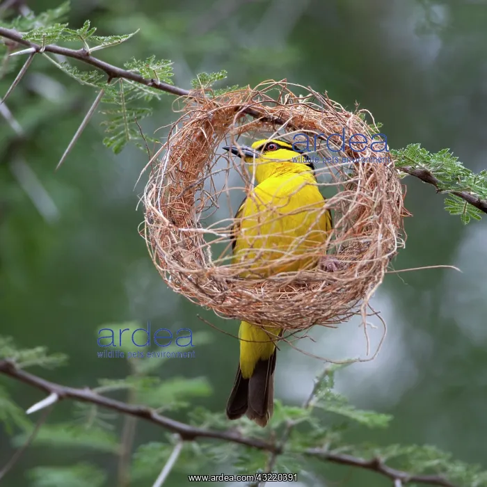 : Africa. Tanzania. Female Black-Necked Weaver : Africa. Tanzania. Female Black-Necked Weaver