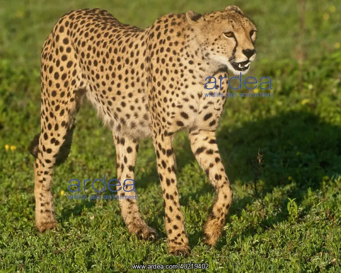 : Africa. Tanzania. Female Cheetah at Ndutu : Africa. Tanzania. Female Cheetah at Ndutu