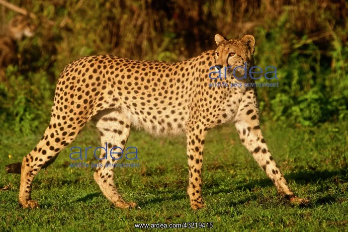 : Africa. Tanzania. Female Cheetah at Ndutu : Africa. Tanzania. Female Cheetah at Ndutu