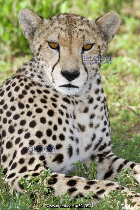 : Africa. Tanzania. Female Cheetah at Ndutu : Africa. Tanzania. Female Cheetah at Ndutu