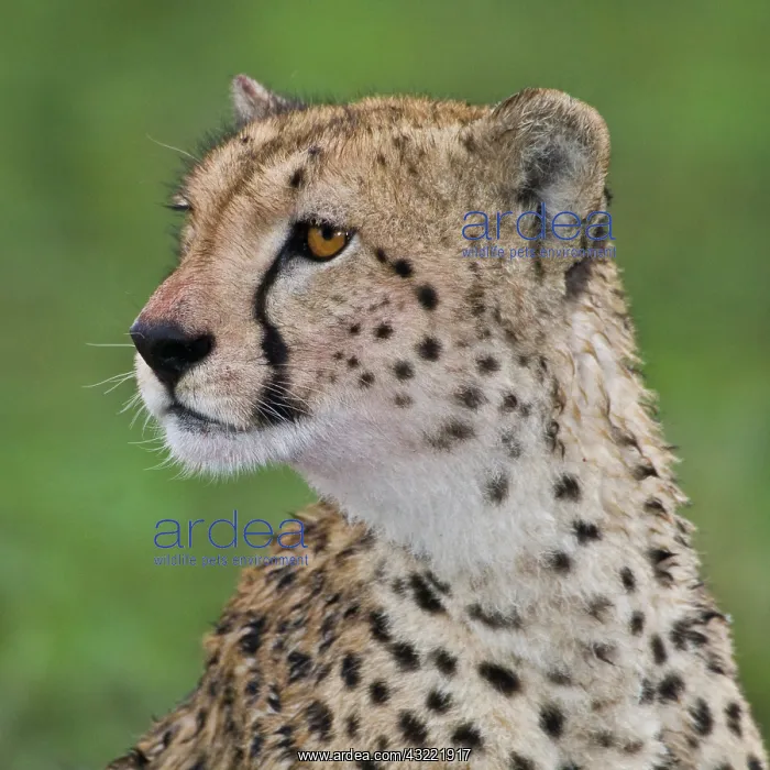 : Africa. Tanzania. Female Cheetah at Ndutu : Africa. Tanzania. Female Cheetah at Ndutu