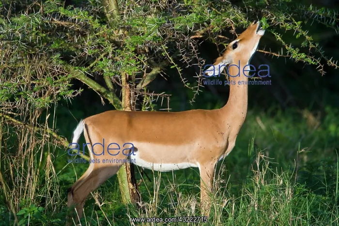 : Africa. Tanzania. Female Impala antelope : Africa. Tanzania. Female Impala antelope