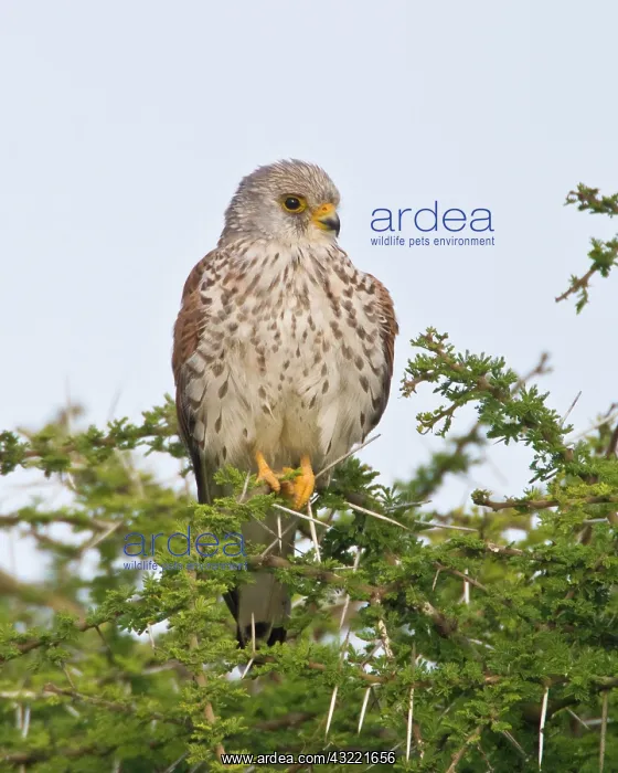 : Africa. Tanzania. Female Lesser Kestrel : Africa. Tanzania. Female Lesser Kestrel