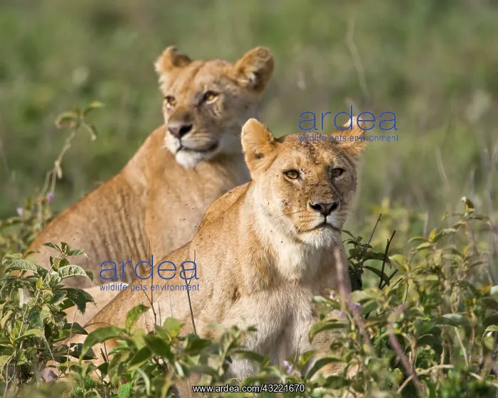 : Africa. Tanzania. Female Lions after feasting : Africa. Tanzania. Female Lions after feasting
