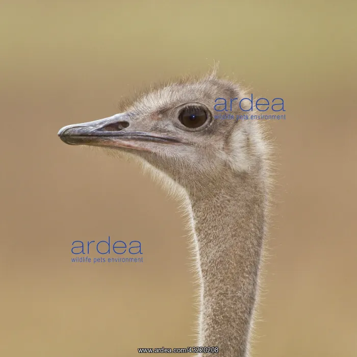 : Africa. Tanzania. Female Ostrich at Ngorongoro : Africa. Tanzania. Female Ostrich at Ngorongoro
