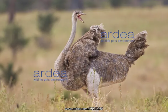 : Africa. Tanzania. Female Ostrich at Tarangire : Africa. Tanzania. Female Ostrich at Tarangire