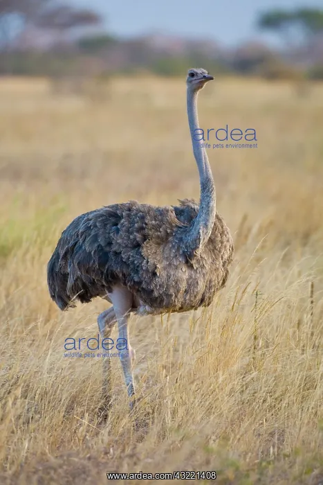 : Africa. Tanzania. Female Ostrich at Tarangire : Africa. Tanzania. Female Ostrich at Tarangire