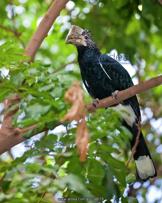 : Africa. Tanzania. Female Silvery-Cheeked : Africa. Tanzania. Female Silvery-Cheeked