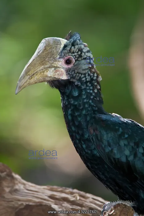 : Africa. Tanzania. Female Silvery-Cheeked : Africa. Tanzania. Female Silvery-Cheeked