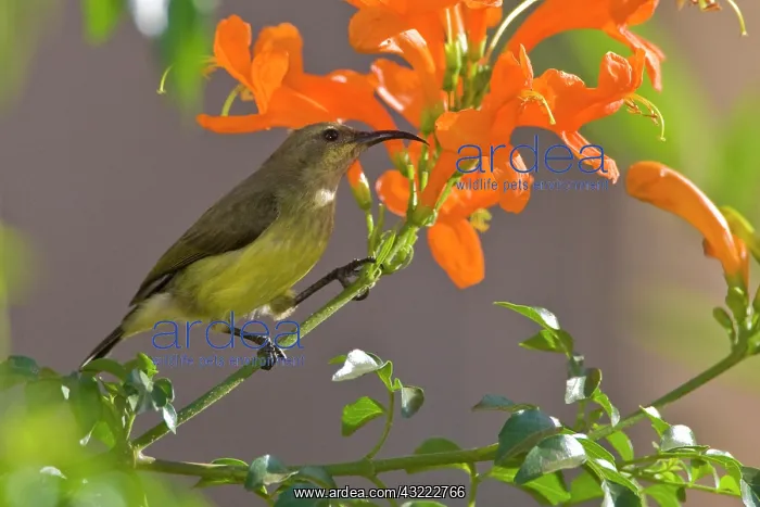 : Africa. Tanzania. Female Variable Sunbird : Africa. Tanzania. Female Variable Sunbird
