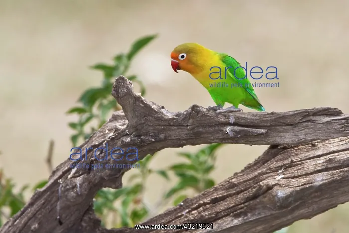 : Africa. Tanzania. Fischer's Lovebird at : Africa. Tanzania. Fischer's Lovebird at