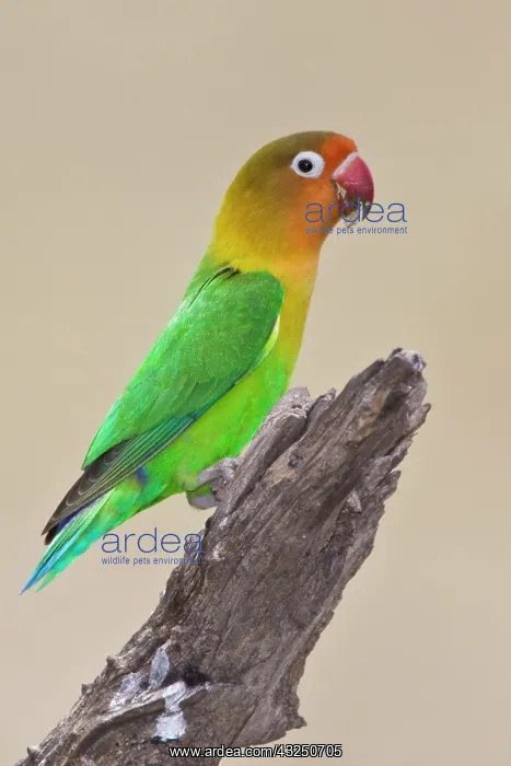 : Africa. Tanzania. Fischer's Lovebird at : Africa. Tanzania. Fischer's Lovebird at