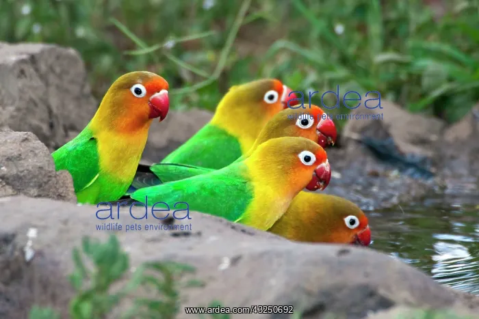 : Africa. Tanzania. Fischer's Lovebirds drinking : Africa. Tanzania. Fischer's Lovebirds drinking